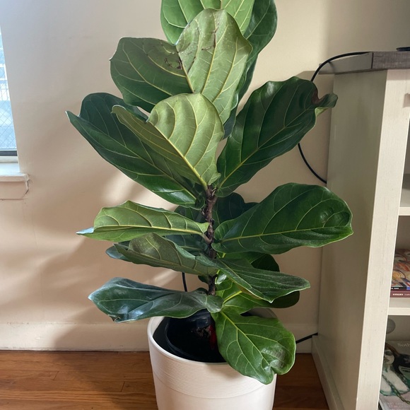 Meet your Posher, Cecilia - Picture 3 of 5